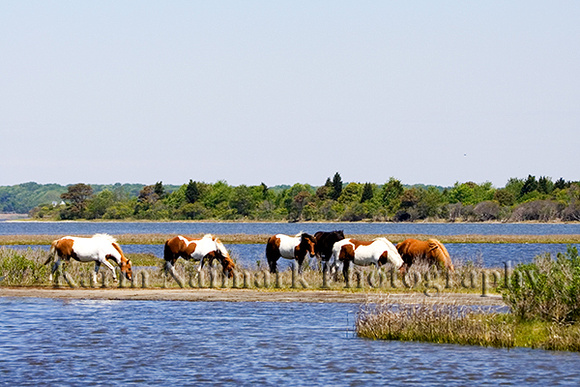 Chincoteague Ponies in the Water