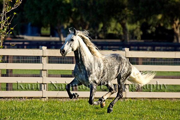 Gray Horse Galloping In Field