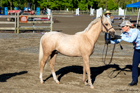 230506-081206 EAST FREEHOLD 2792T NaimarkPhoto