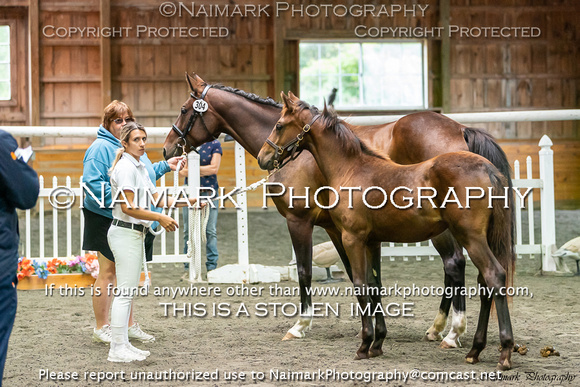 190906-113232 KWPN-NA KEURING 06494K NaimarkPhoto