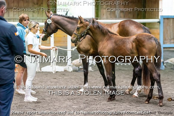 190906-113242 KWPN-NA KEURING 06503K NaimarkPhoto