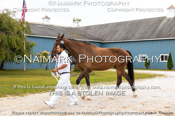 190906-101153 KWPN-NA KEURING 0033K NaimarkPhoto