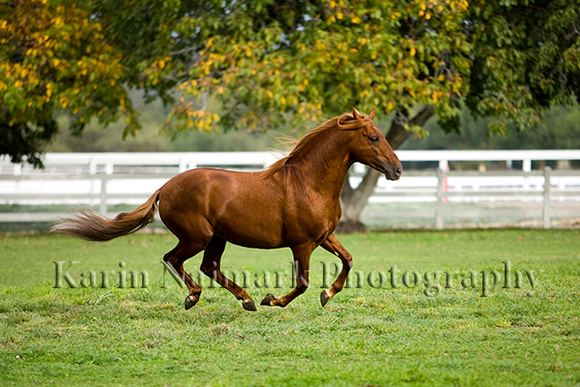 Chestnut Horse Running in the Pasture