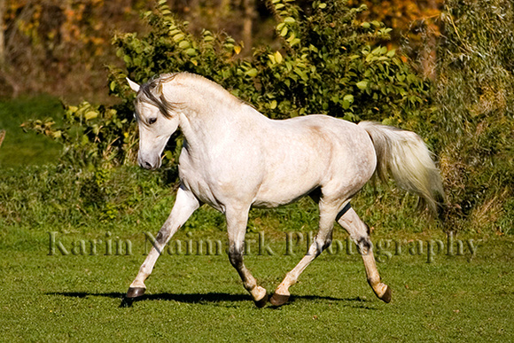 Gray Horse Trotting in Pasture